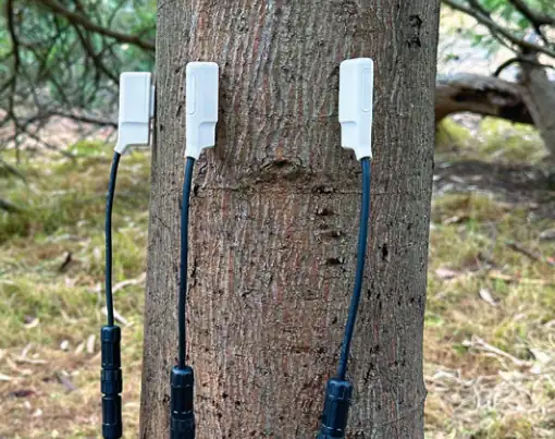 Sap Flow